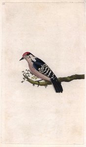 Pic épeichette. Dendrocopos minor. Gravure sur cuivre par Edward Donovan, publiée dans Histoire naturelle des oiseaux britanniques, Londres - Edward Donovan
