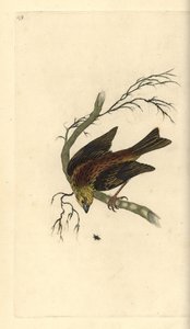 Bruant jaune, Emberiza citrinella