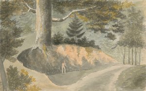 Route dans la forêt
