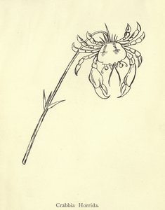 Crabbia Horrida