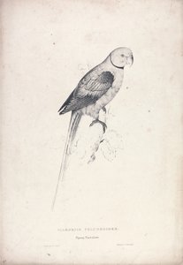 Palaeornia Columbiodes / Perruche-pigeon (Planche 31) - Edward Lear