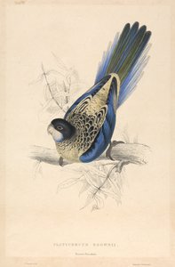  - Edward Lear