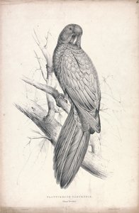  - Edward Lear