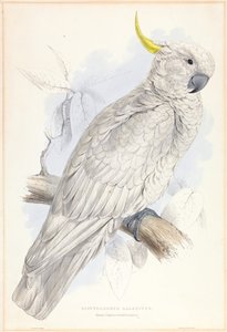 Plyctolophus Galeritus. Cacatoès à huppe soufrée.