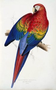 Ara rouge et jaune (Macrocercus aracanga), tiré des Illustrations de la famille des Psittacida, ou Perroquets, pub. 1832