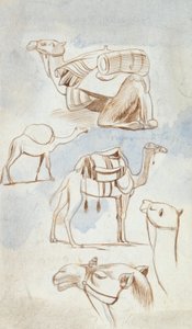 Esquisses de chameaux