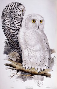 Harfang des neiges