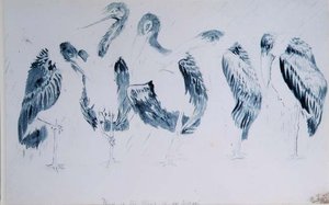 Études de cigognes - Edward Lear
