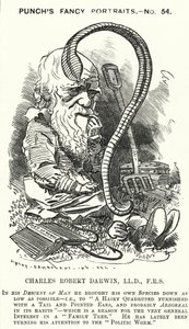 Caricature de Punch : Charles Darwin, naturaliste et biologiste anglais