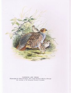 Perdrix et poussins, Nature en Grande-Bretagne publié par Collins - Edward Neale