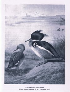 Harle huppé, Nature en Grande-Bretagne publiée par Collins, 1946 - Edward Neale
