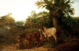 Ânes dans une clairière