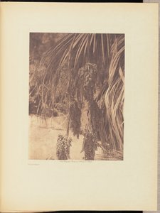 Fruit du palmier - Edward S. Curtis