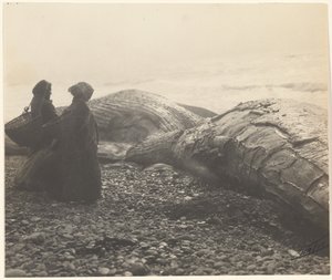 [Baleine partiellement dépecée - Makah] [La baleine capturée] - Edward S. Curtis