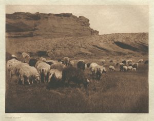 Portfolio I, planche 33 : Troupeaux Navaho