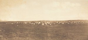 Campement de la Danse du Soleil - Piegan