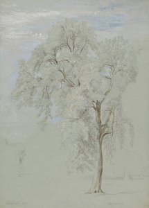 Frêne - Edward Swinburne