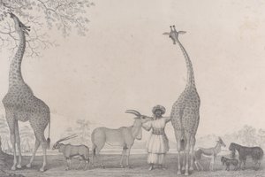 Les majestueuses et gracieuses girafes, ou caméléopards, avec quelques animaux rares de la gazelle