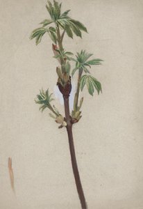 Étude de plante