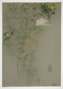 Esquisse de branches d