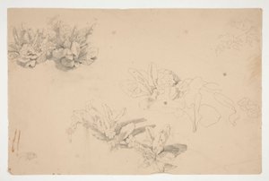 Études de fleurs