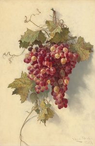 Raisins contre un Mur Blanc, 1883 - Edwin Deakin