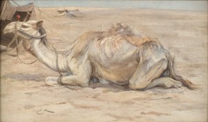 Chameau au camp des artistes avec des Bédouins