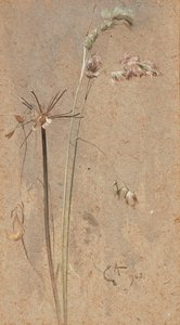 Houlque - Edwin John Alexander