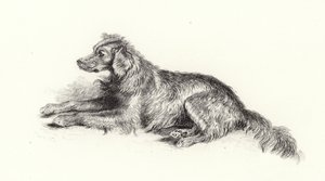 Un Chien Setter