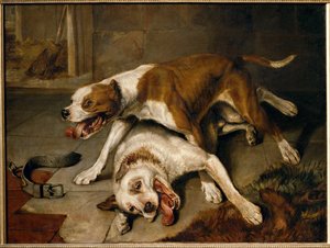 Chiens se battant, reprenant leur souffle - fighting dogs pausing for breath ...