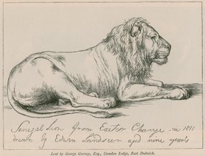 Lion du Sénégal de l