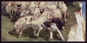 Chien de berger à queue coupée et troupeau sur les falaises