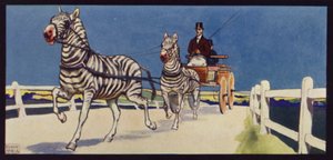 Conduite de zèbres, tandem