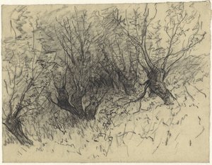 Quelques saules têtards