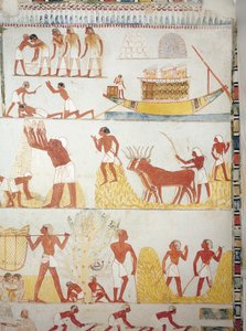 Bateau et scènes de récolte, de transport et de traitement des grains, fresque, aile sud, chambre transversale, Tombe thébaine TT69, Sheikh Abd el-Qurna, Thèbes (Liste du patrimoine mondial de l