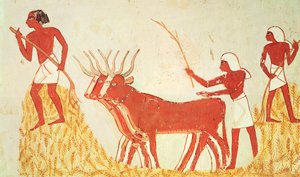 Utilisation de vaches pour fouler le blé, de la tombe de Menna, Nouvel Empire (peinture murale)