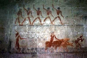 Hommes conduisant des moutons et du bétail de la chapelle Mastaba de Ti, Ancien Empire