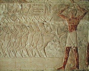 Relief représentant un conducteur encourageant un groupe de bovins, du mastaba de Mereruka, Ancien Empire