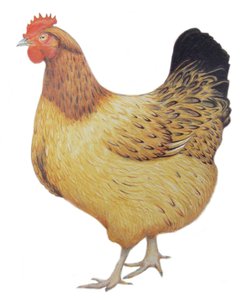 Poulet, 2012 (aquarelle et crayon sur papier)