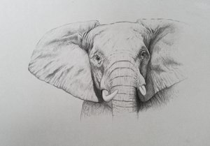 Éléphant, 2011 (aquarelle et crayon sur papier) - Eleanor Grafton