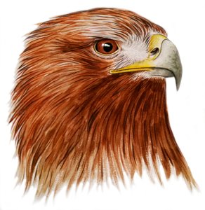 Aigle royal, 2011 (aquarelle et crayon) - Eleanor Grafton