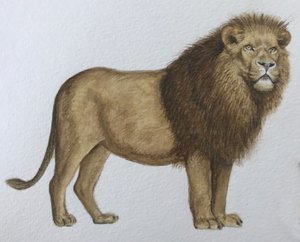 Lion, 2019 (aquarelle et crayon)