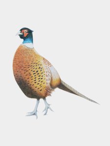 Faisan, 2012 (aquarelle et crayon)