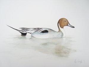Canard pilet, 2011 (aquarelle et crayon) - Eleanor Grafton