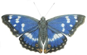 Purple Emperor, 2012 (aquarelle et crayon sur papier) - Eleanor Grafton
