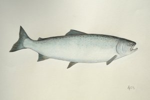 Saumon, 2013 (aquarelle et crayon)