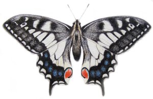 Hirondelle, 2012 (aquarelle et crayon)