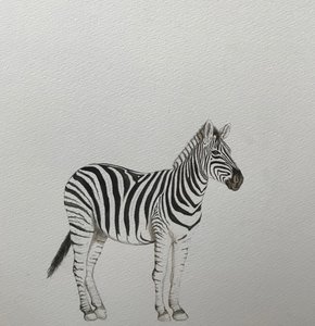 Zèbre, 2018 (crayon aquarelle et peinture)