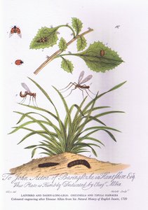 Coccinelle et Tipule potagère (lithographie en couleur) - Eleazar (after) Albin