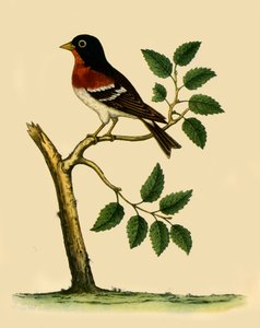 Brambling, 1738, 1942 - Eleazar Albin